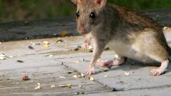 أين تعيش الفئران؟
