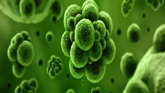 ما هي بكتيريا القولون ؟